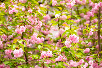 Sakura. Cherry blossom, branches with flowers sway in the wind. Pink flowers of the sakura tree. Spring landscape with flowering trees. Beautiful nature on a sunny day.