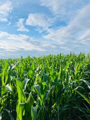 Green cornfield, fresh green corn leaves, blue sky