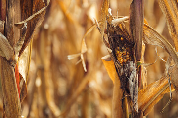 Corn disease. Undeveloped corn on the cob in field.