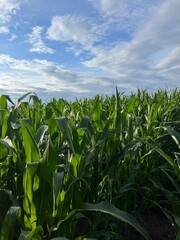 Green cornfield, fresh green corn leaves, blue sky