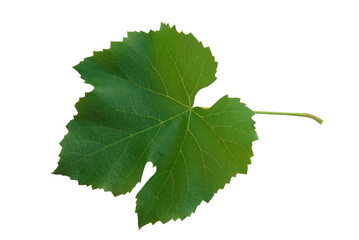 One grape wine green leaf isolated on the white background