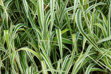 Obraz premium Striped leaves of a grass