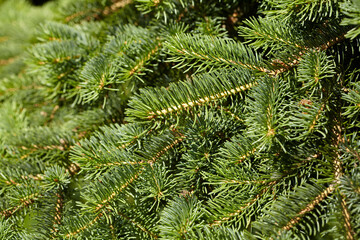 Naklejka na ściany i meble Branches of spruce close-up. Christmas background.
