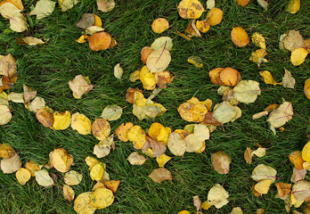 Multicolored dry leaves on the grass