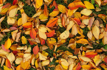 Multicolored dry leaves on the grass