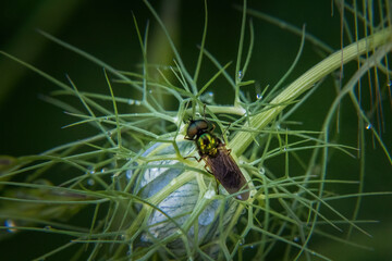 bug on a green leaf