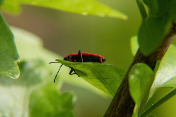 bug on a green leaf
