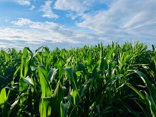 Fototapeta premium Green cornfield, fresh green corn leaves, blue sky