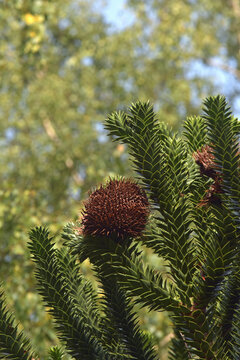 Chilenische Araukarie