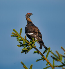 The western capercaillie (Tetrao urogallus), also known as the wood grouse, heather cock, or just capercaillie is the largest member of the grouse family in the morning sun in forest.