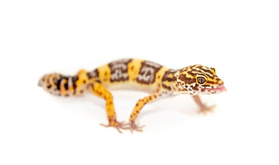 Naklejka premium Lizard Eublefar on a white background. Exotic animal as a pet.