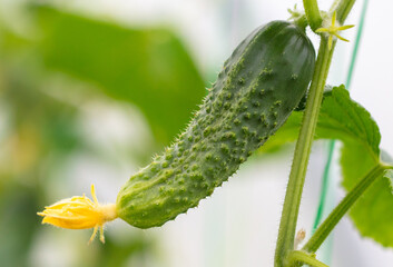 Small cucumber fruit on plants. Nature
