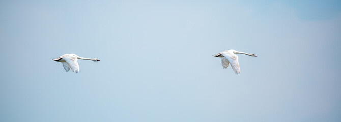Fototapeta premium Flying swans in the blue sky. Waterfowl at the nesting site. A flock of swans walks on a blue lake.