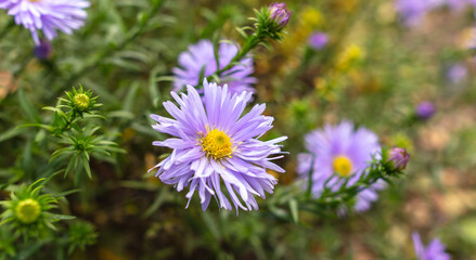 Obraz premium Purple alpine aster in nature