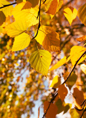 Naklejka na ściany i meble Golden leaves on a birch in autumn