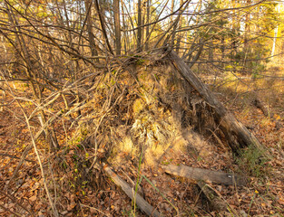 Fallen logs in the forest in autumn