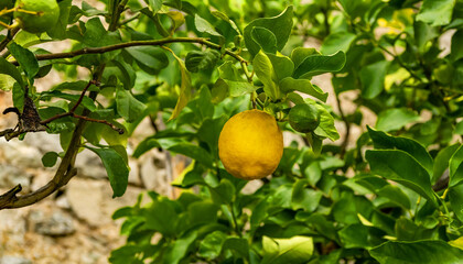 Citrus x sinensis   