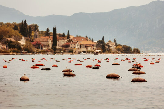 Mussel and oyster farms, Montenegro Bay of Kotor