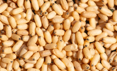 Close up of red ant eggs. Macro