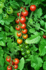 Bunch of cherry tomatoes on a background of green leaves. Ripe red and unripe tomato fruits.
