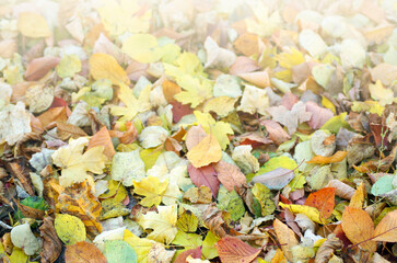 autumn yellow leaves background texture