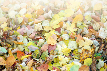 autumn yellow leaves background texture