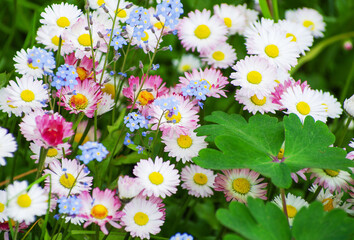 Beautiful flowers of pink and white daisies in the green grass of the garden.
