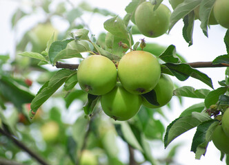 Apples on apple tree branch.