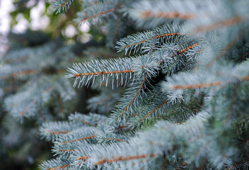 Blue spruce background. Coniferous tree. Selective focus.