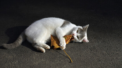 Cute cat playing with dried colorful maple leaf.