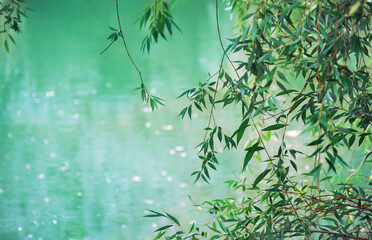 Willow branches with green leaves on a blurred background in sunlight