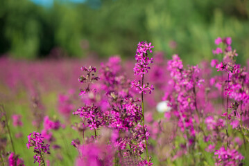beautiful wildflowers background. summer nature. Ivan tea blooms in a meadow among the forest on a sunny day in June