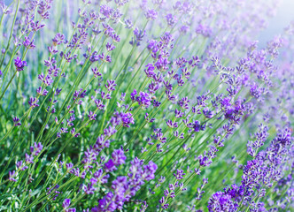 Obraz premium Selective focus on the lavender flower in the flower garden - lavender flowers lit by sunlight.