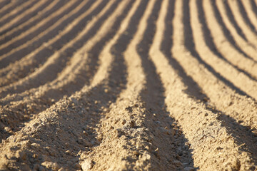 Parallel furrows of a pyramidal shape on a plowed spring field. The appearance of the soil with sown potatoes. Leaving away perspective with a gradual blur. Agriculture and growing solanaceous