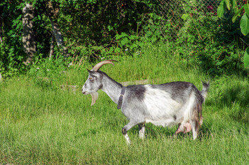 A goat on a farm in the village. Beautiful goat posing.