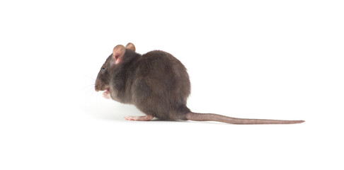 rat close up isolated on white background