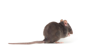 rat close up isolated on white background