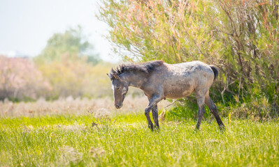 A herd of horses graze in the meadow in summer, eat grass, walk and frolic. Pregnant horses and...