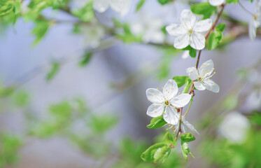 Cherry branch with beautiful background