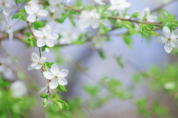 Cherry branch with beautiful background