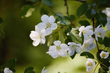 floral spring abstract background of nature. branches of blossoming