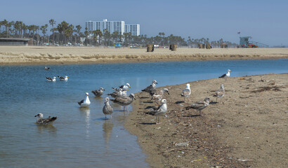 USA California Los Angeles Santa Monica District May 13, 2023 birds on the beach