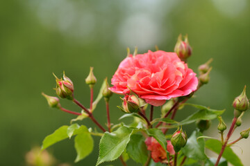 Breeding roses. Protecting ornamental crops. Pink rose flower with green leaves on a blurry background. Beautiful blooming of a bright pink rose in a summer garden on a sunny day.