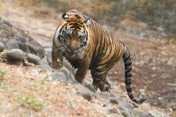 tiger in the wild