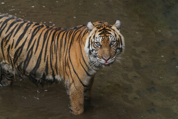 tiger in the river