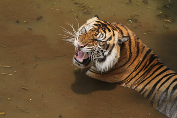 anger tiger
