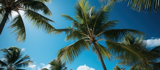 Fototapeta na wymiar Coconut palm tree with blue sky and white clouds background