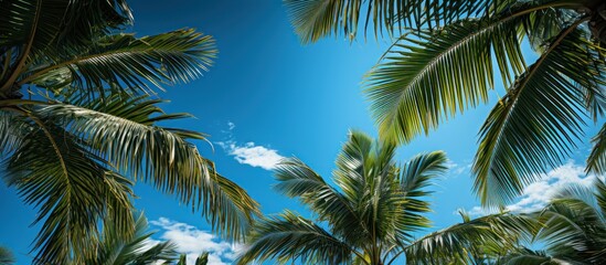 Fototapeta premium Coconut palm tree with blue sky and white clouds background