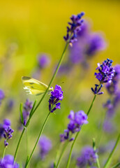 Butterflies on spring lavender flowers under sunlight. Beautiful landscape of nature with a panoramic view. Hi spring. long banner