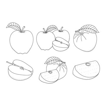 Apple fruit vector set organic food hand drawn sketch doodle illustration. Black white apple isolated on white background.